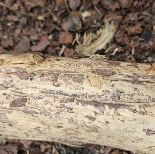 Six-toothed pine bark beetle