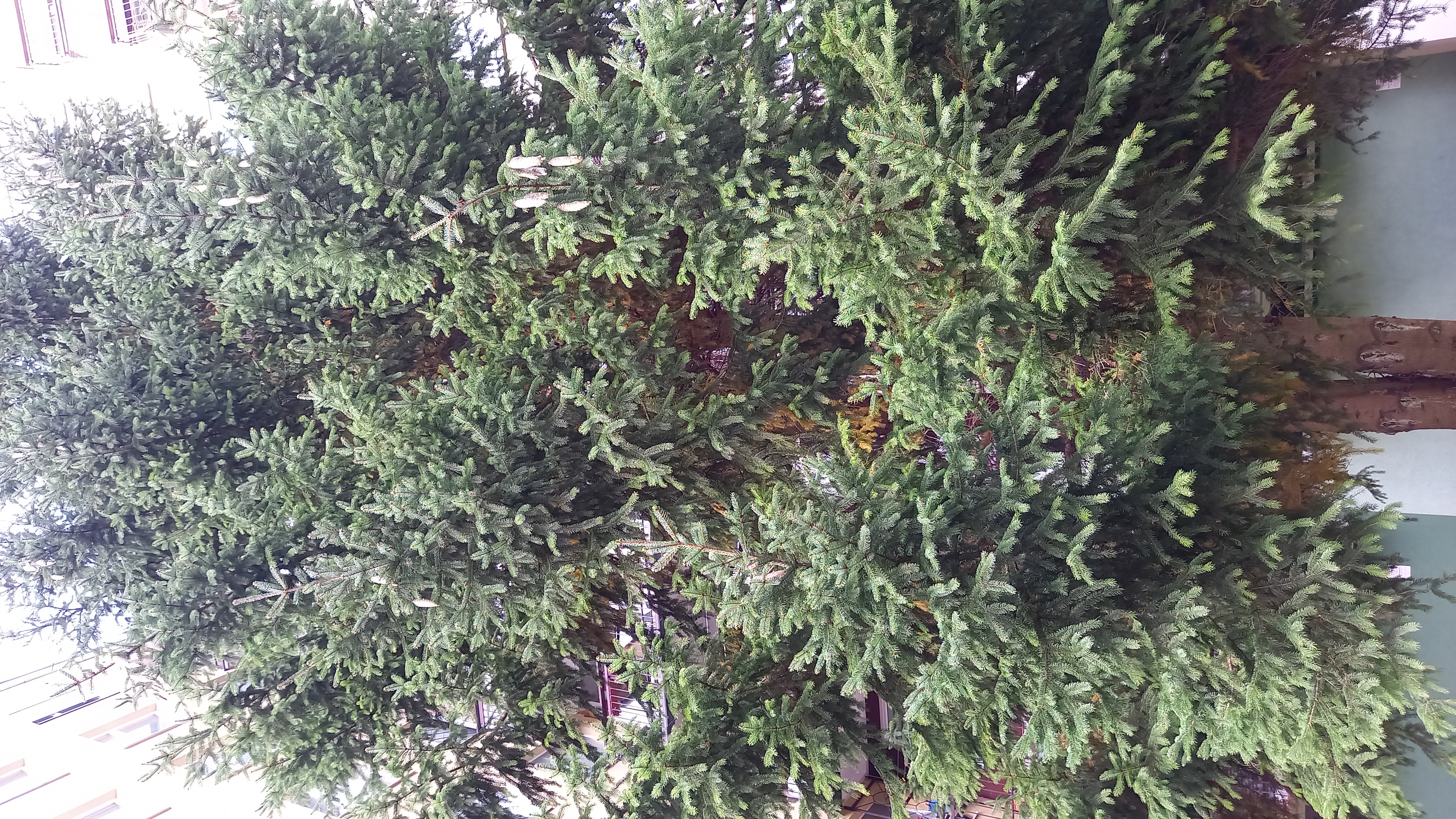 A - nie je v databáze