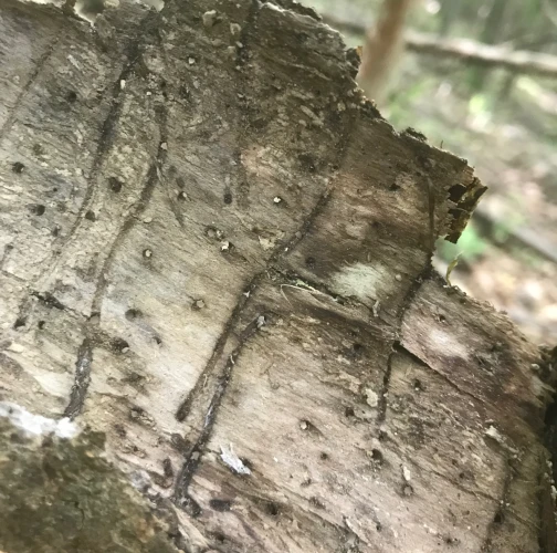 Ash bark beetle