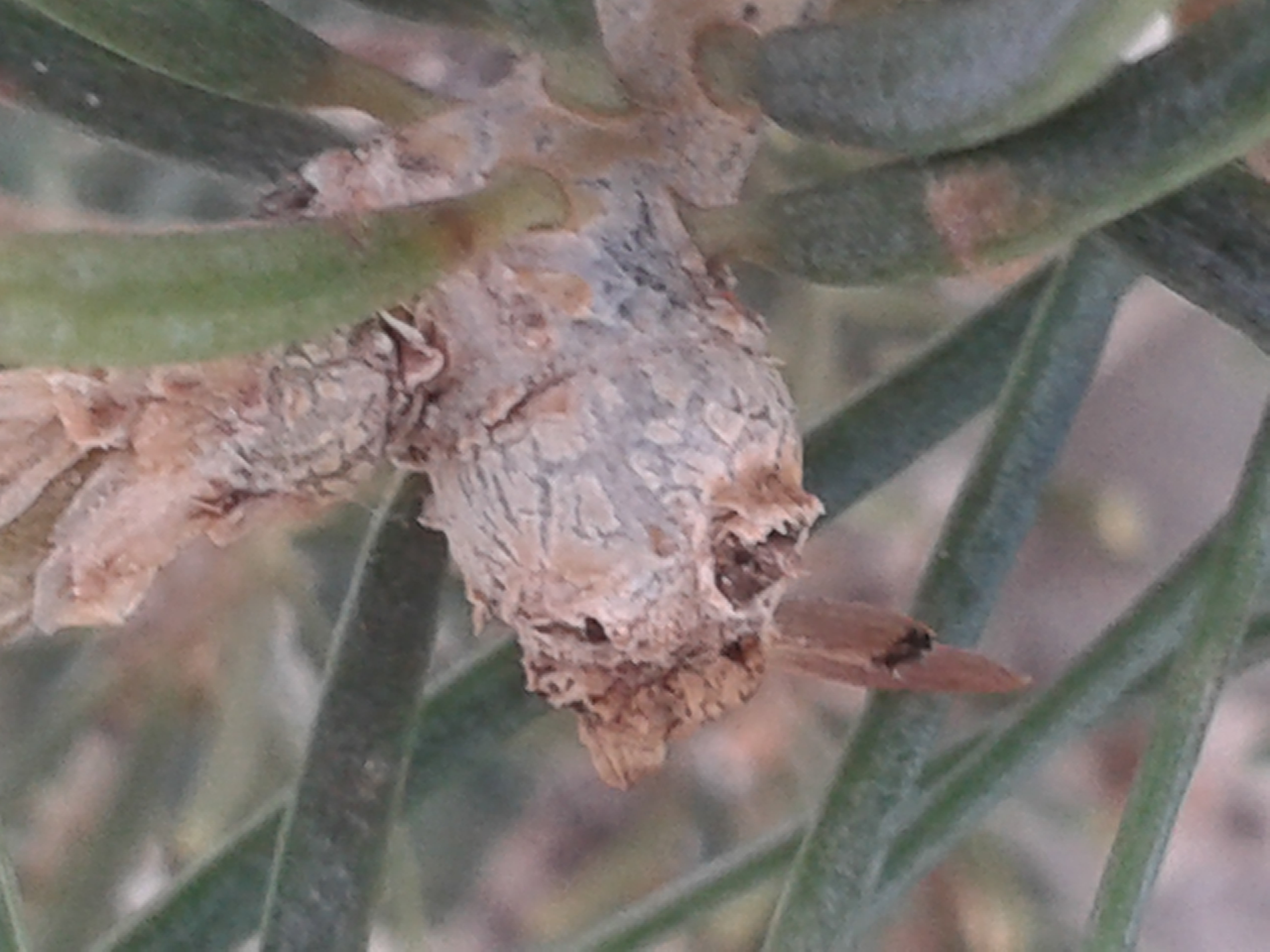 A - nejednoznačne určený, nie sme si istí