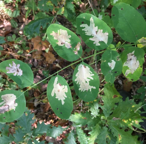 Locust digitate leaf miner
