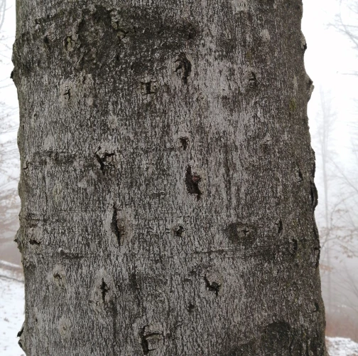 Beech bark beetle