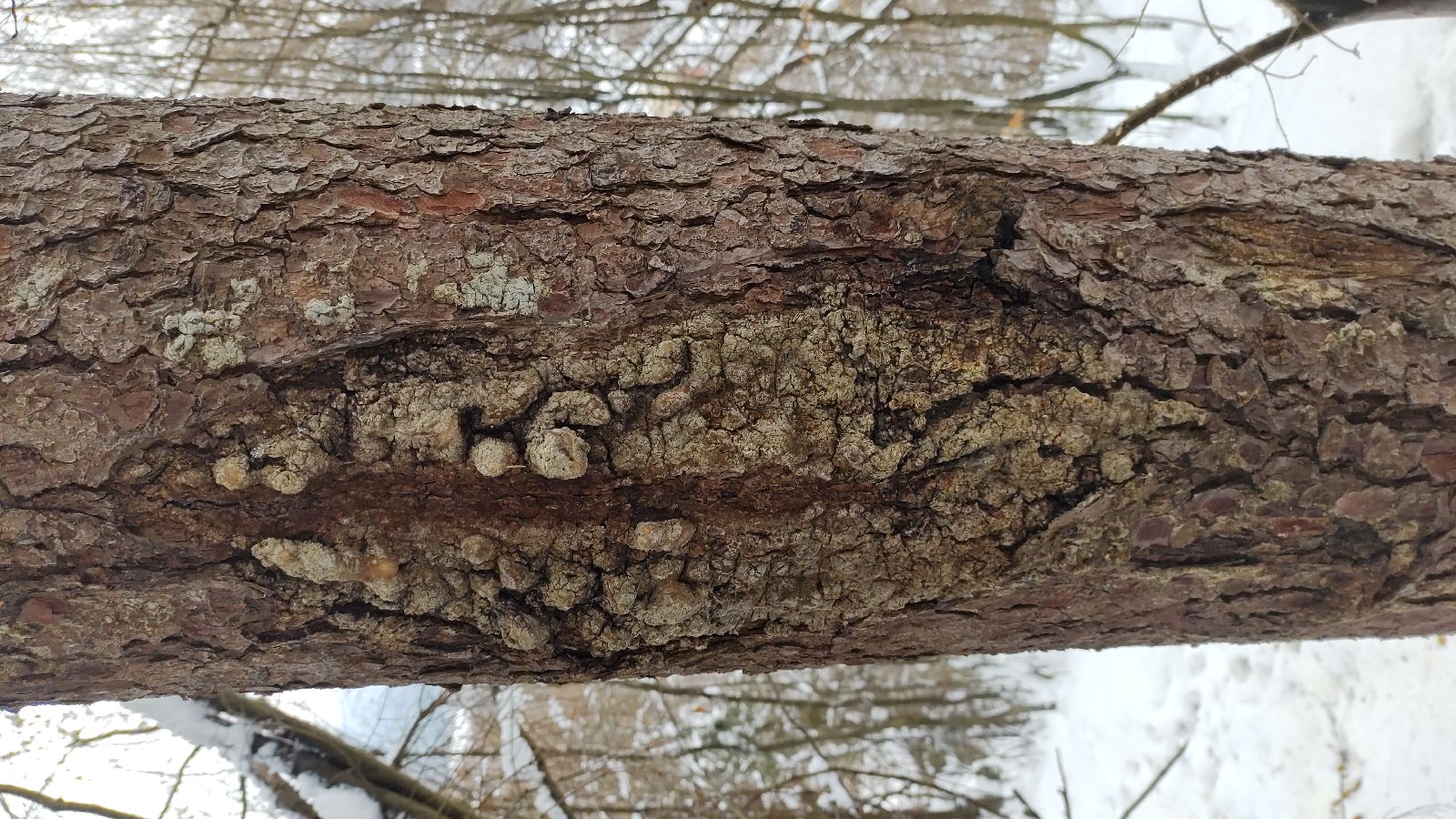 A - nejednoznačne určený, nie sme si istí