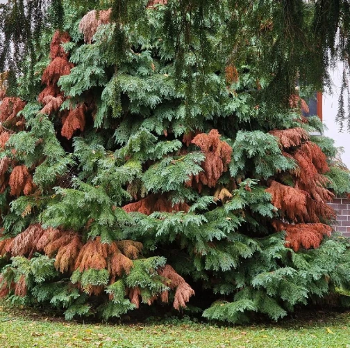 Cypress jewel beetle