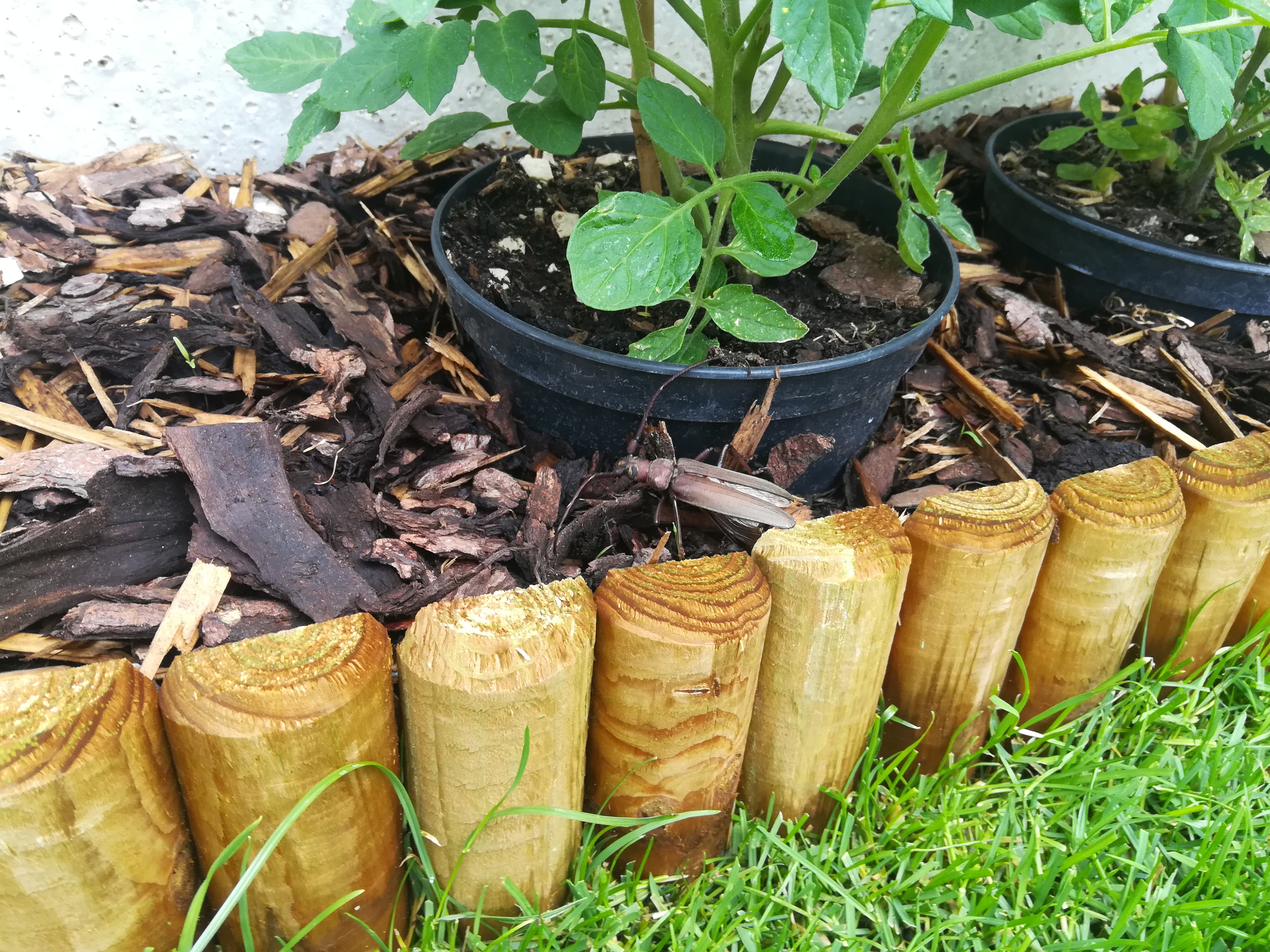 Aegosoma scabricorne