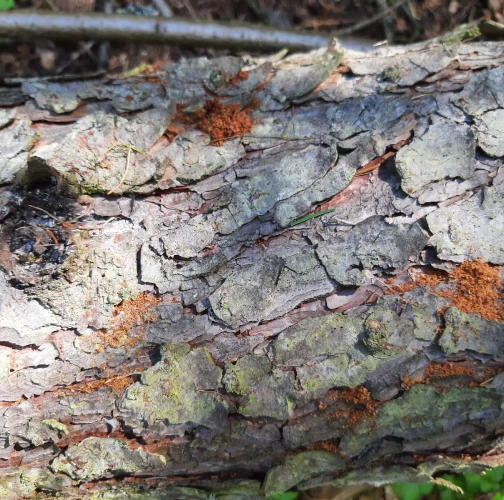 Miroslav Rybárik, OLH