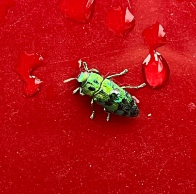 Cypress jewel beetle