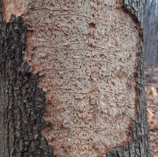 Ash bark beetle