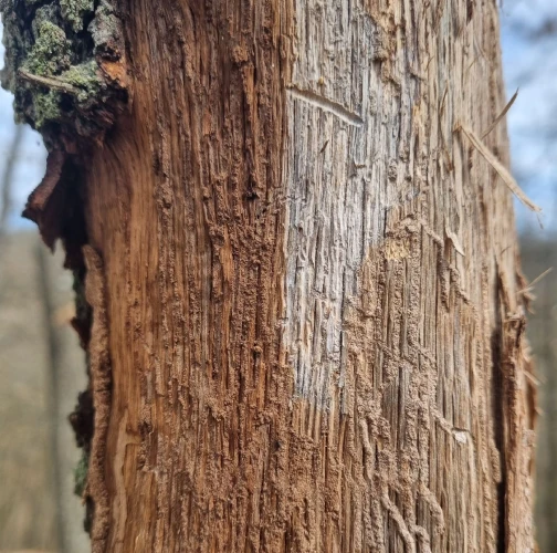 European oak bark beetle