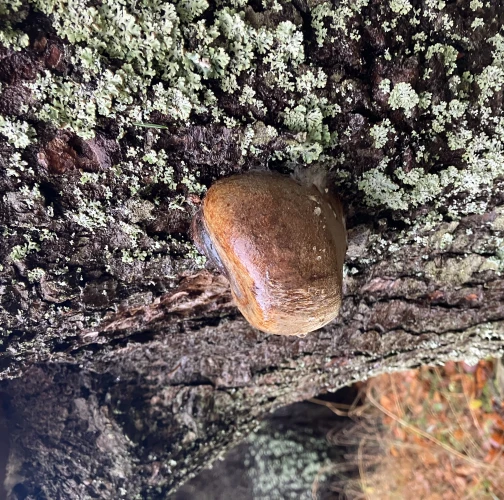 Hartig&acute;s white trunk rot