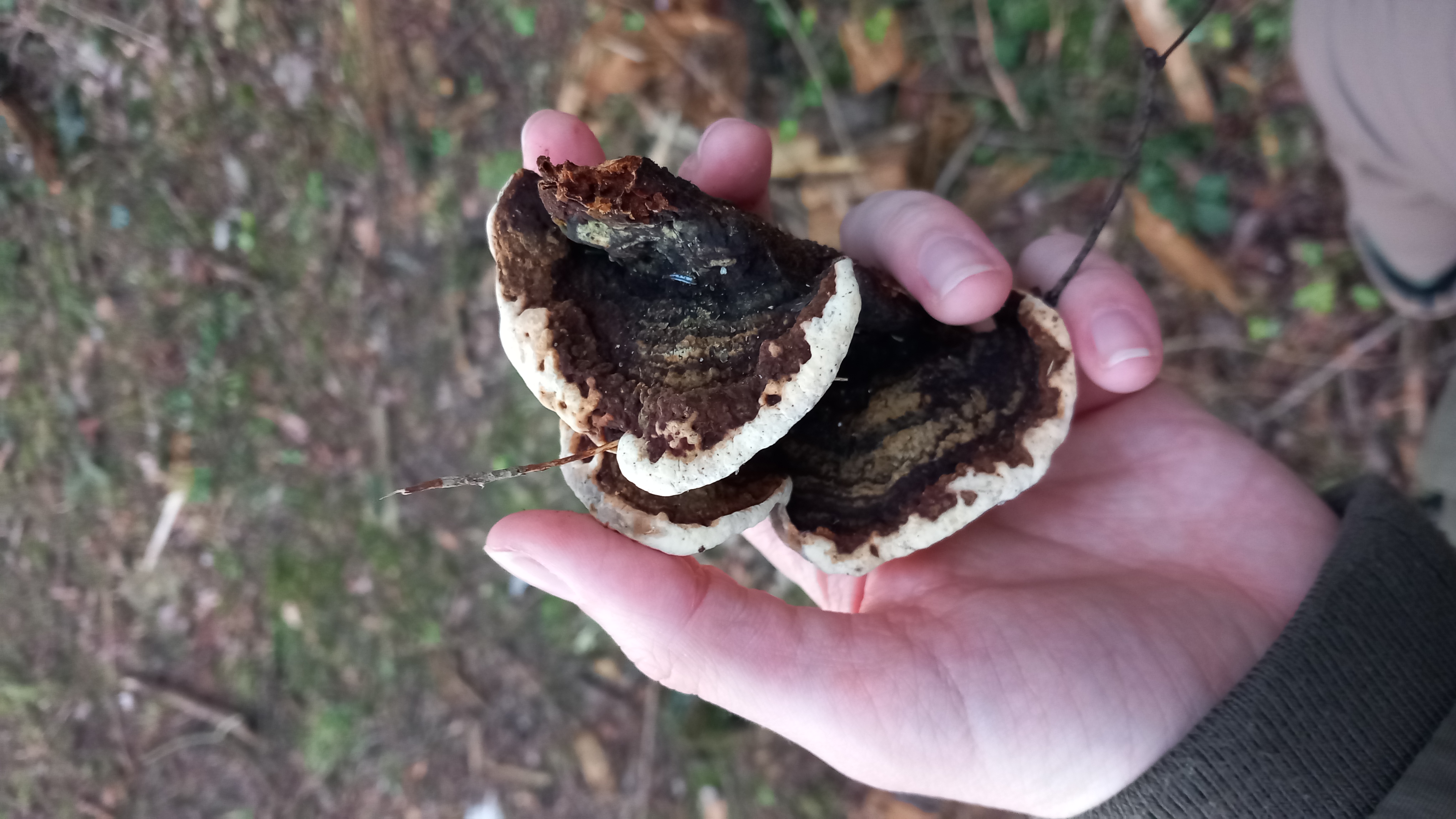 A - nie je v databáze