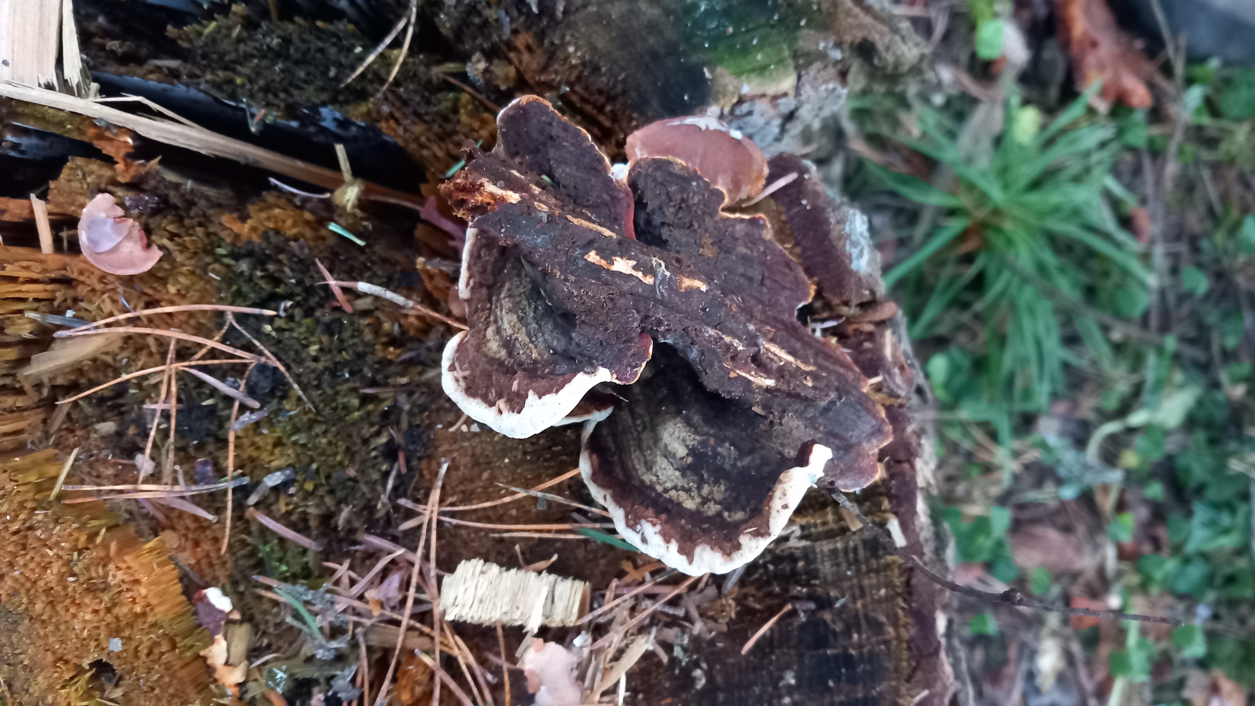 A - nie je v databáze