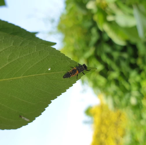 Harlequin ladybird