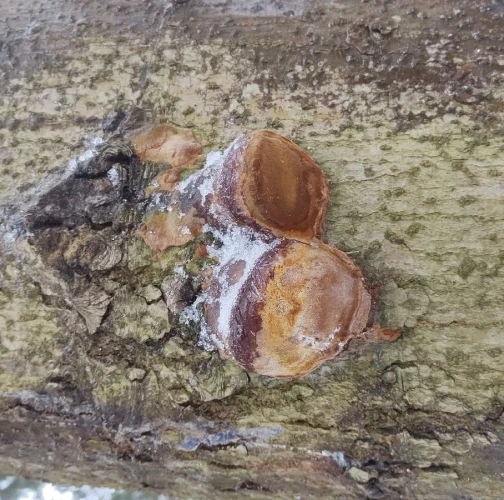 Hartig&acute;s white trunk rot