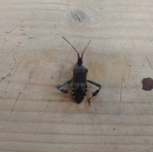 Western conifer seed bug