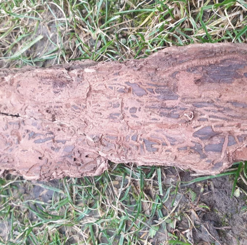 Common pine shoot beetle