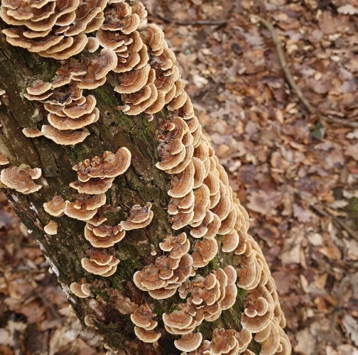 Turkey tail