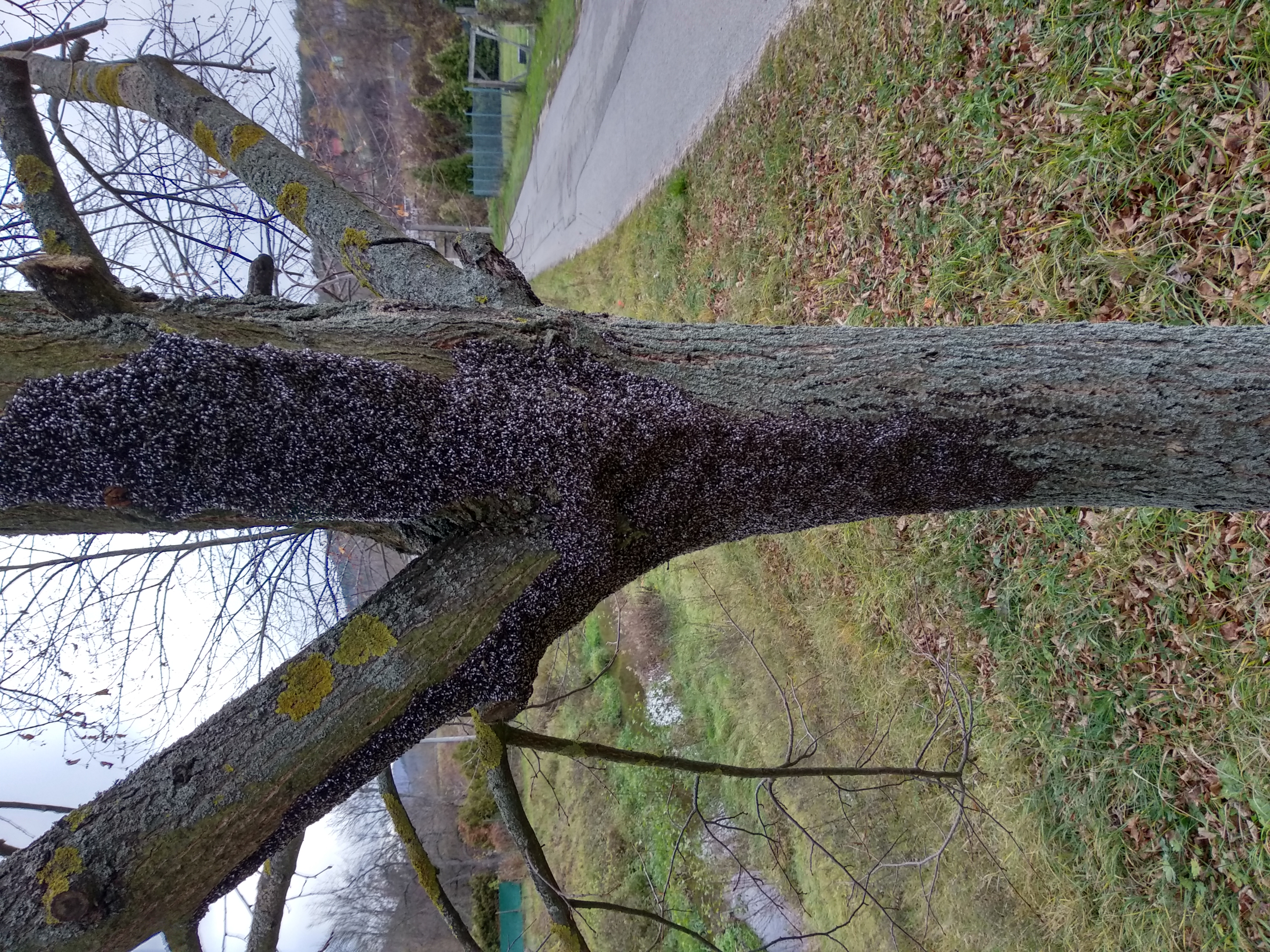 Oxycarenus lavaterae