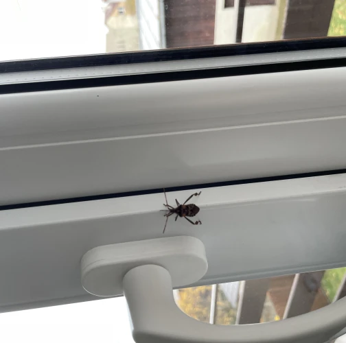 Western conifer seed bug