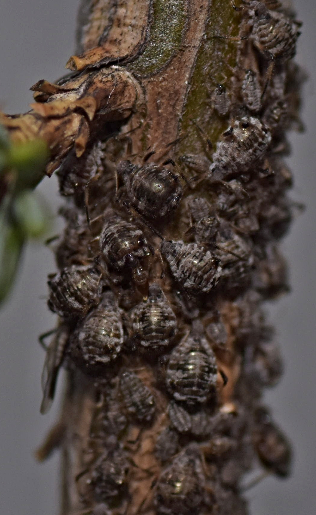 A - nejednoznačne určený, nie sme si istí