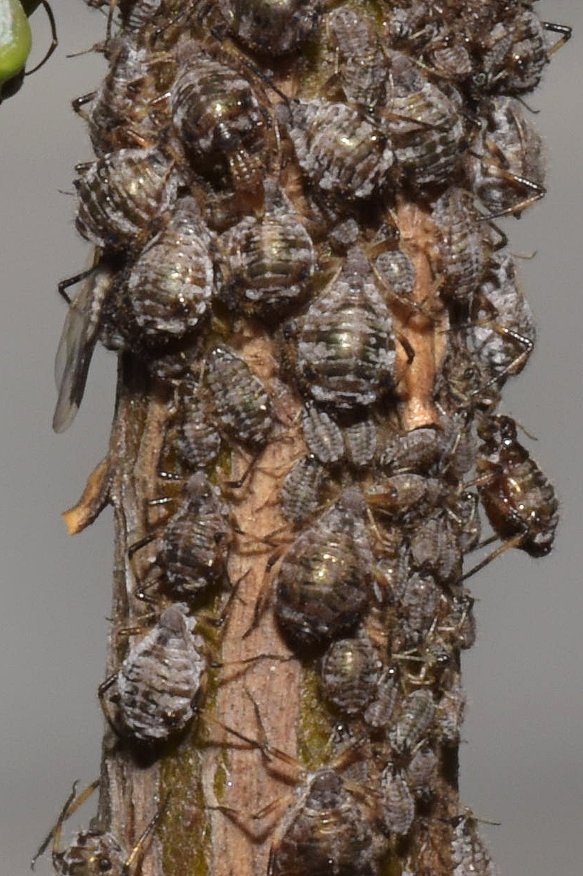 A - nejednoznačne určený, nie sme si istí