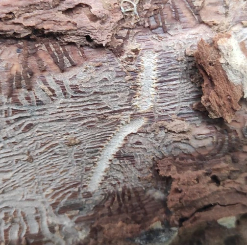 Larch elm bark beetle