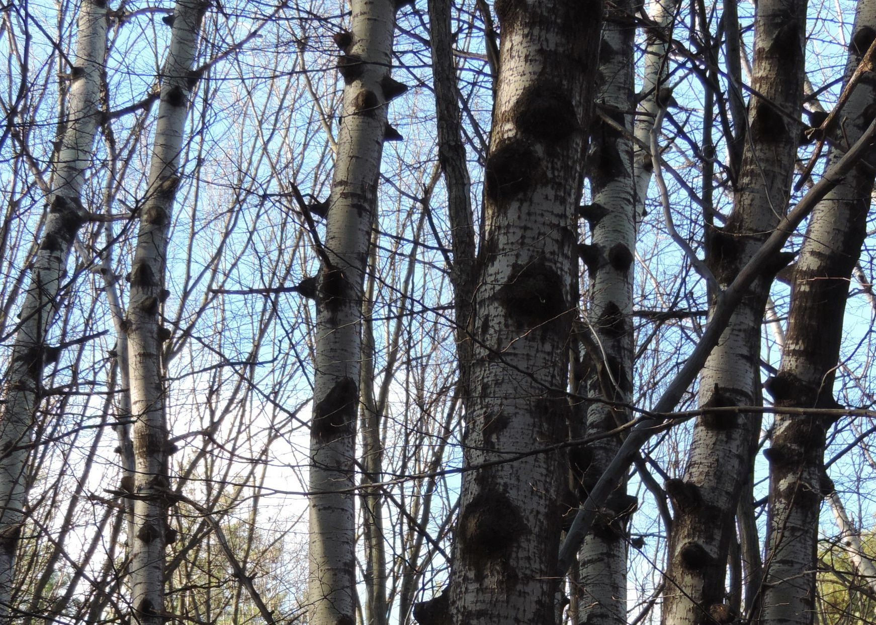 A - nejednoznačne určený, nie sme si istí