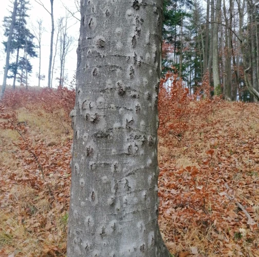Beech bark beetle