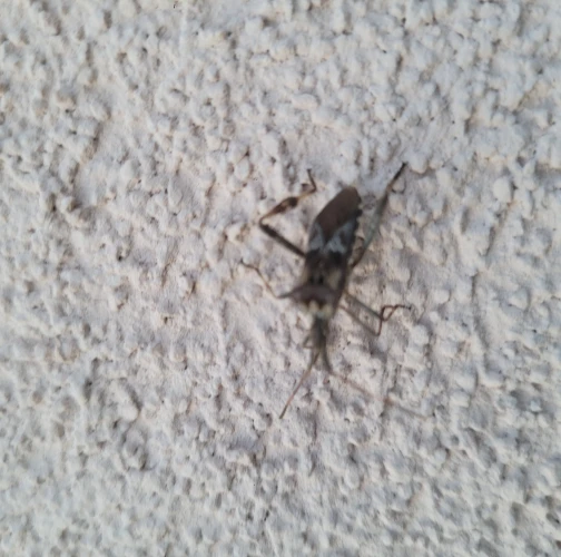 Western conifer seed bug