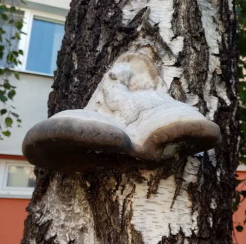 Tinder fungus