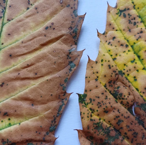 Mycosphaerella maculiformis 