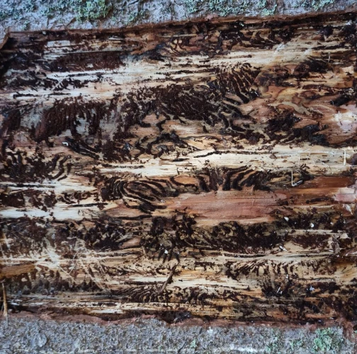 European spruce bark beetle