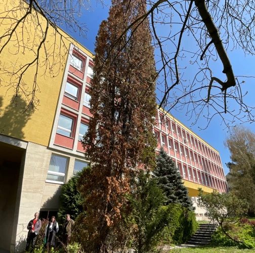 Cypress jewel beetle