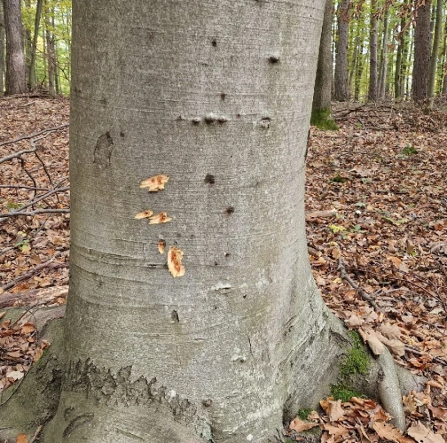 Beech bark beetle