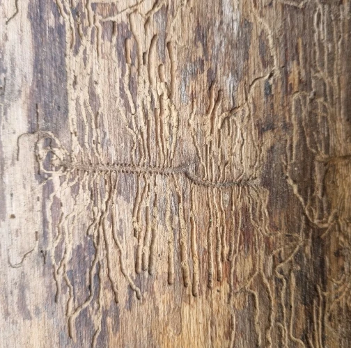 Ash bark beetle