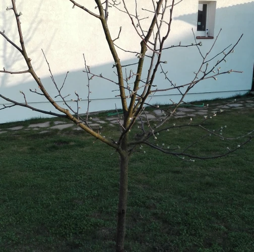 Miroslava Kocúrová