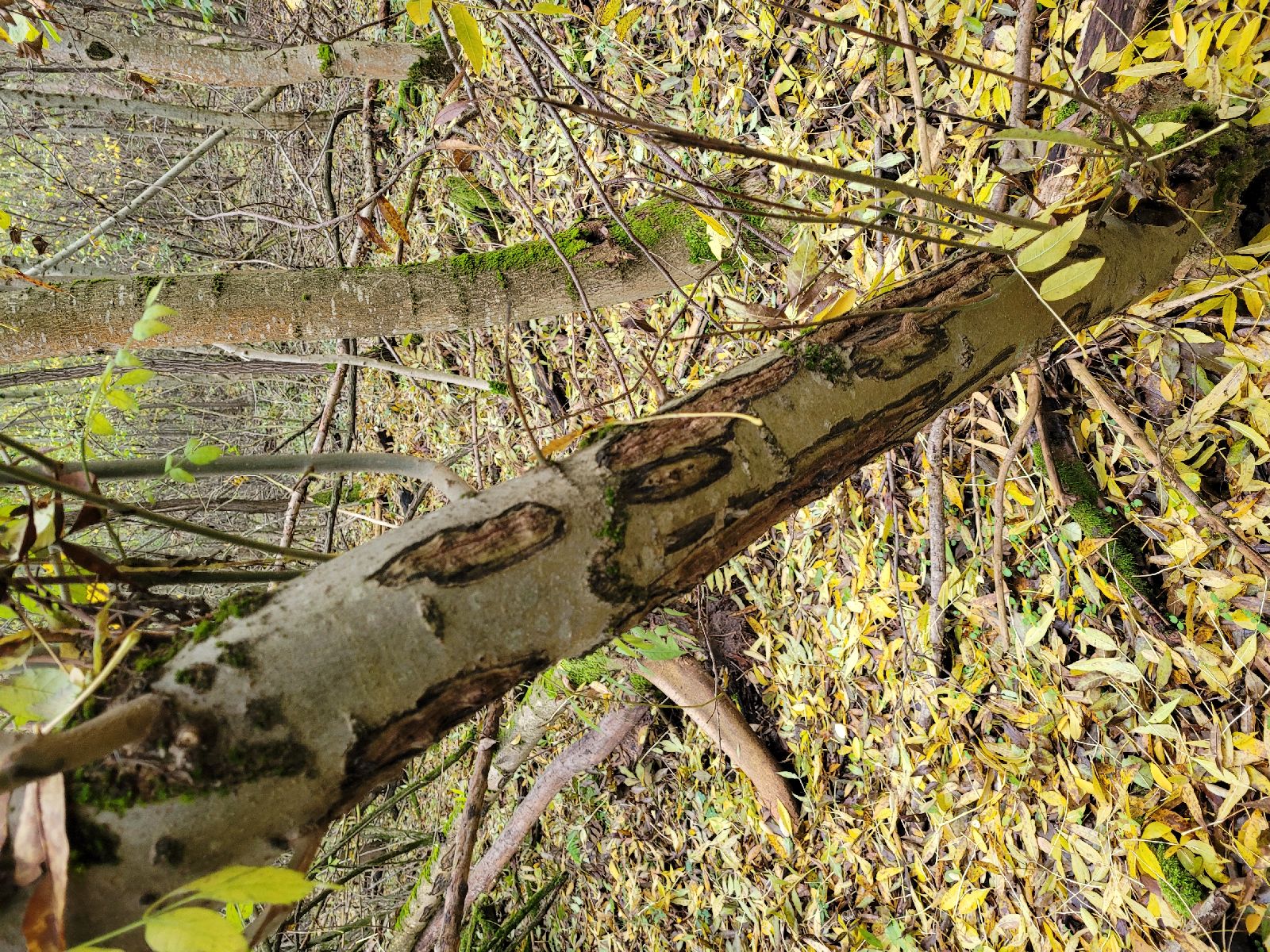 A - nie je v databáze