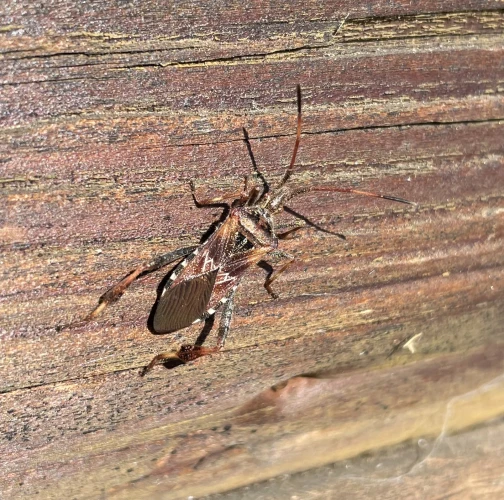 Western conifer seed bug