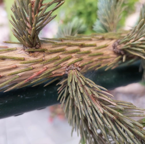 Katarína Vandáková