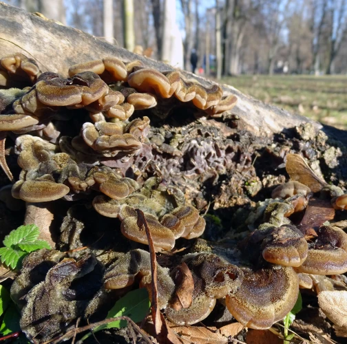 False Turkey tail