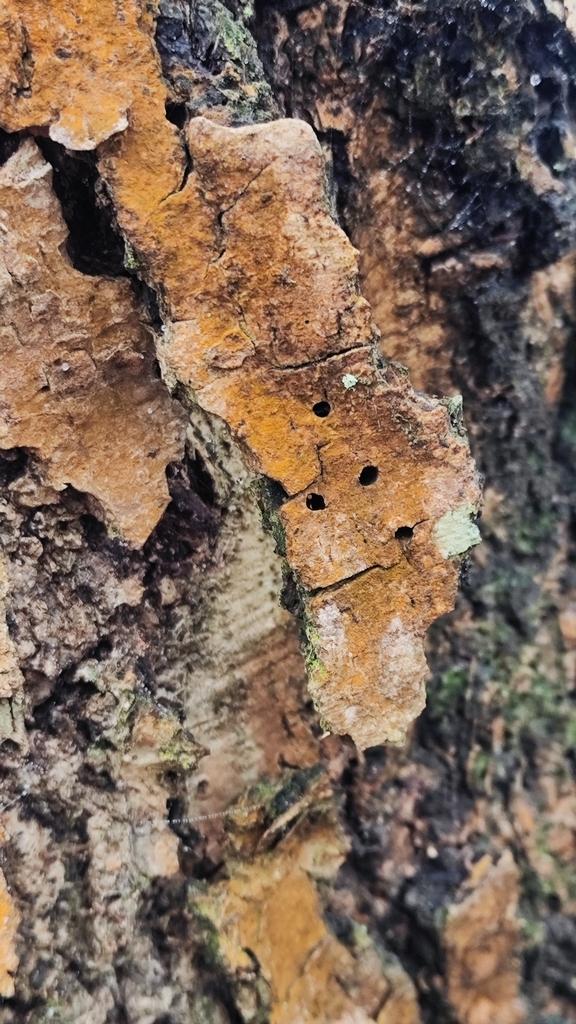 A - nejednoznačne určený, nie sme si istí