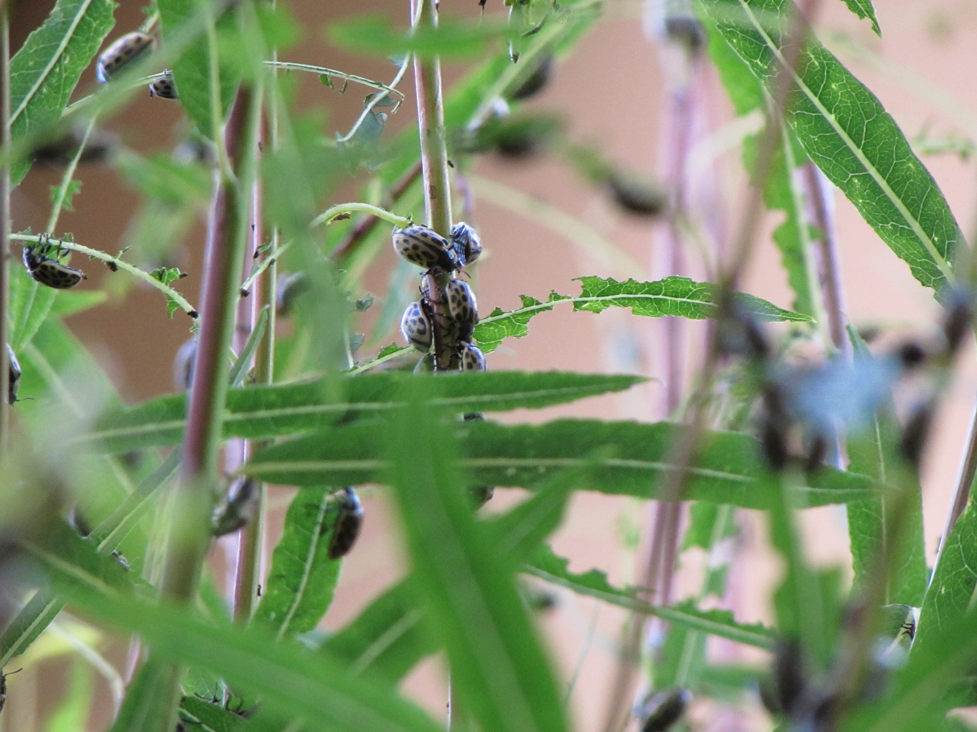 Chrysomela vigintipunctata