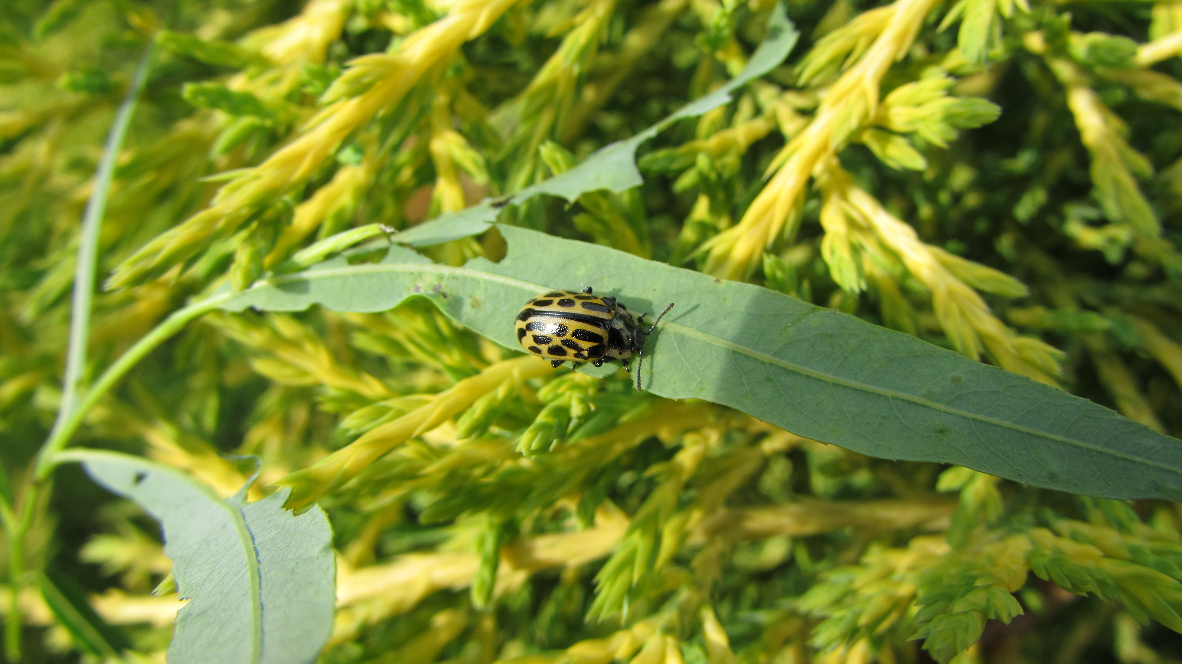 Chrysomela vigintipunctata