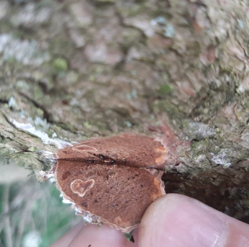 Six-toothed spruce bark beetle 