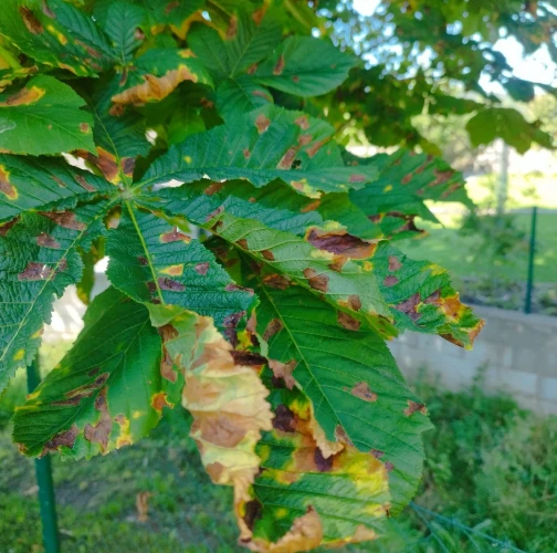 Horse-chestnut leaf blight