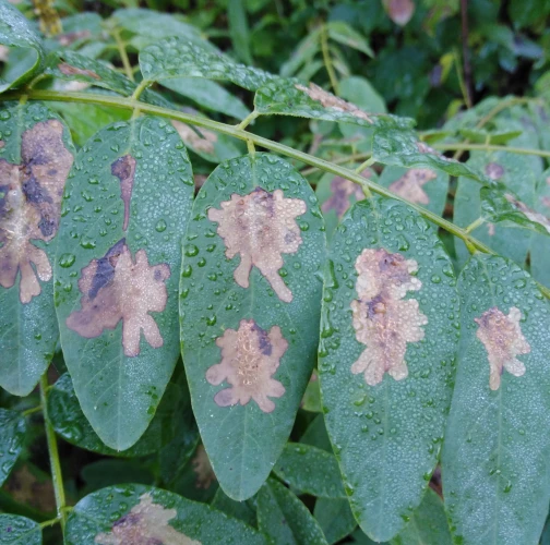 Locust digitate leaf miner