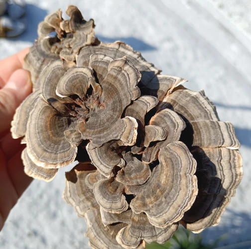 Turkey tail