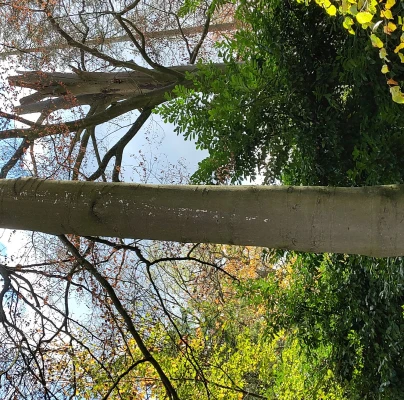 A - Ambiguously determined, we are not sure