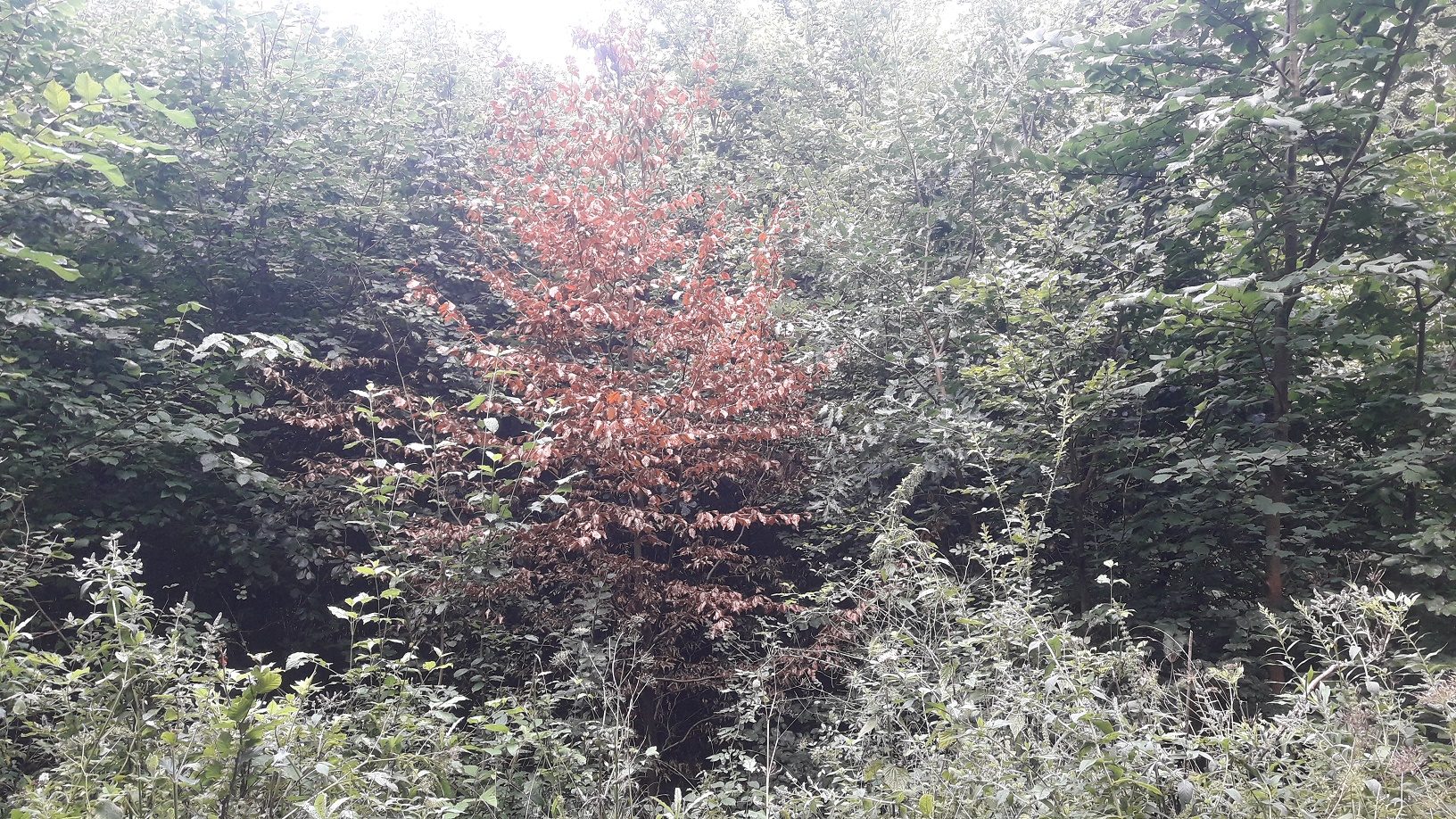 A - nie je v databáze