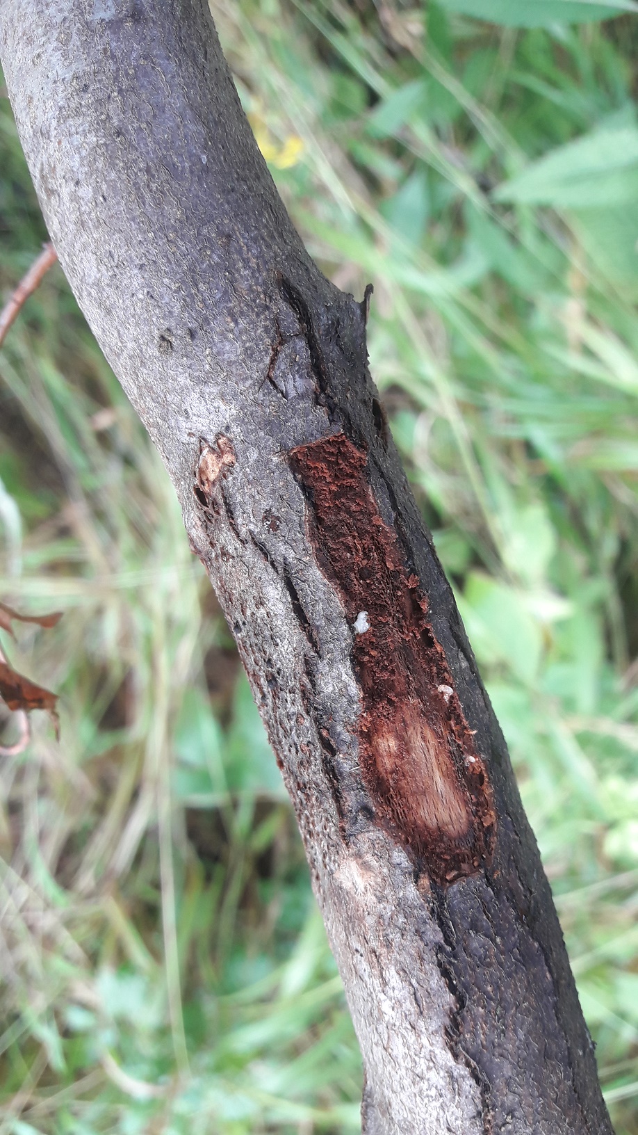 A - nie je v databáze